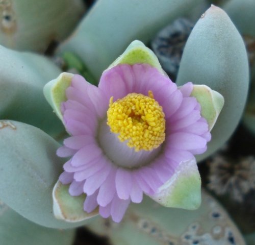Dracophilus dealbatus flower